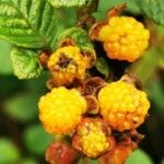 Rubus ellipticus Fruct