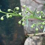 Artemisia dracunculus Virág