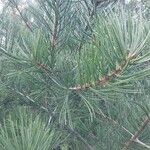 Pinus bungeana Liść