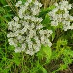 Parthenium integrifolium Froito