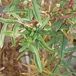 Epilobium dodonaei Levél