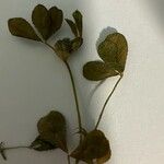 Trifolium glomeratum Цветок