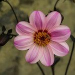 Dahlia merckii Flower