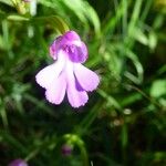 Cynorkis purpurascens Çiçek