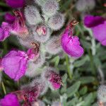 Teucrium marum 花