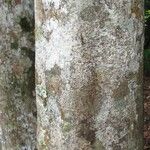Hirtella triandra Кора