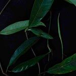 Philodendron surinamense Leaf