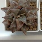 Haworthia magnifica Leaf