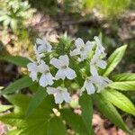 Cardamine heptaphyllaFlower