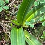 Cynorkis anacamptoides Leaf