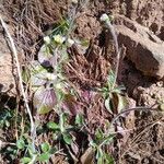 Erigeron pulchellus 葉