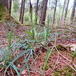 Carex sylvatica Frunză