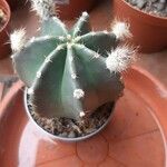 Echinocereus subinermis Levél