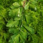Adiantum tenerum 葉