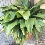 Aspidistra lurida List