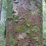 Abarema jupunba Ŝelo