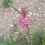 Onobrychis arenaria Virág