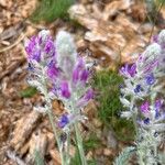 Oxytropis splendens Kvet