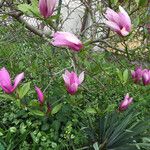 Magnolia liliifloraBlüte