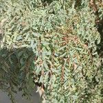 Marcetella moquiniana Likasa