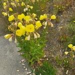 Oenothera glaziovianaFlower