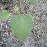 Jacquemontia tamnifolia Leaf