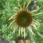 Echinacea pallida Virág