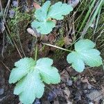 Sanicula crassicaulis Hábitos