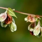 Fallopia dumetorum Hoja