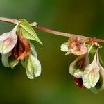 Fallopia dumetorum Folha