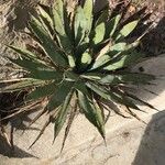 Agave palmeri Blatt