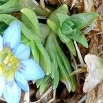 Gentiana sedifolia Φύλλο