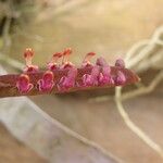 Bulbophyllum falcatum Цветок