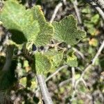 Ribes malvaceum Blad