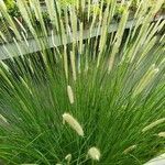 Pennisetum macrourum Deilen