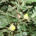 Quercus lobata Hoja