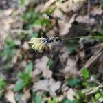 Carex pilulifera പുഷ്പം