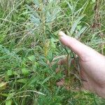 Salix rosmarinifolia Blad