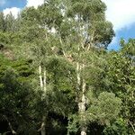 Melaleuca leucadendra Агульны выгляд