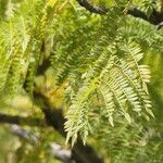 Jacaranda mimosifolia Blad