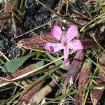 Saponaria siculaBlüte