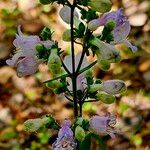 Penstemon canescens Flower