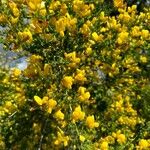 Adenocarpus telonensis 形態