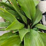 Aspidistra lurida List