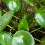 Pilea peperomioidesLeaf