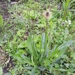 Plantago lanceolata Habit