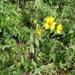 Viguiera dentata 整株植物