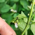 Solanum villosum Plod