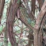 Clematis chrysocoma Corteza