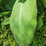 Verbascum phlomoides Ліст
